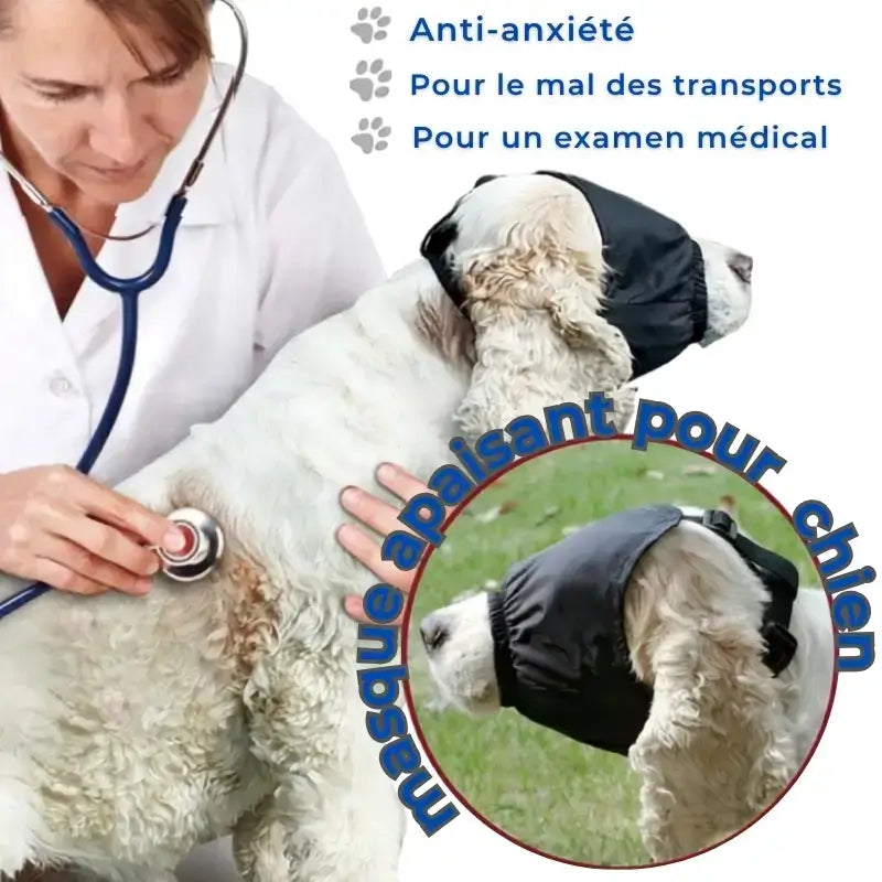 Masque pour chien oculaire sur un cocker avec son vétérinaire