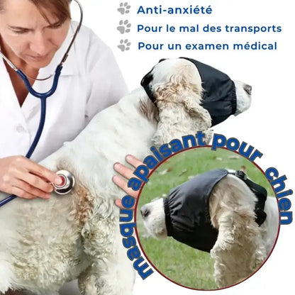 Masque pour chien oculaire sur un cocker avec son vétérinaire