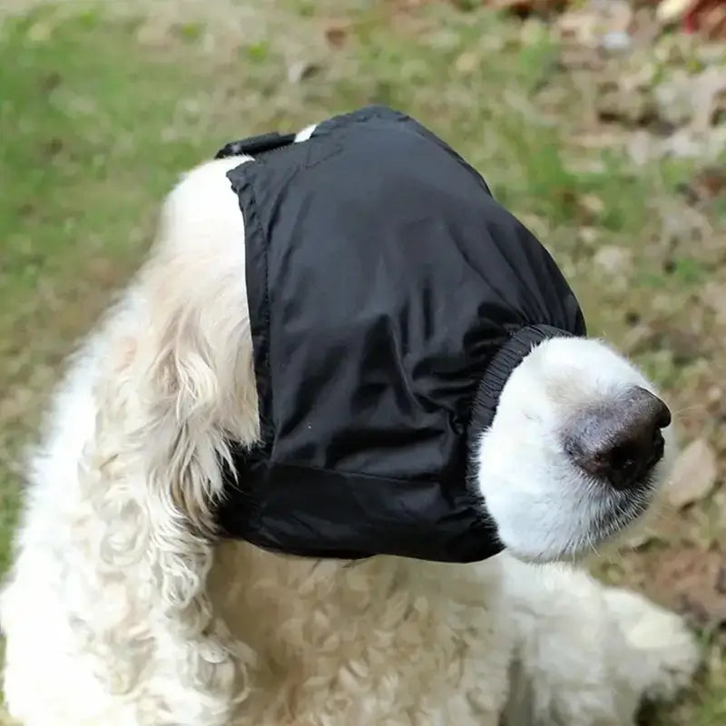 Un cocker avec un masque pour chien noir.