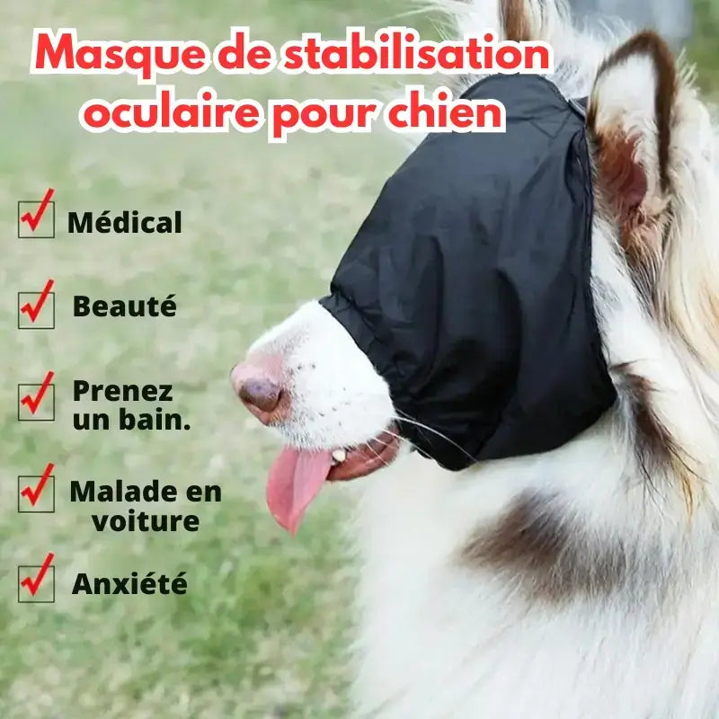 Un colley avec un masque pour chien de stabilisation oculaire.