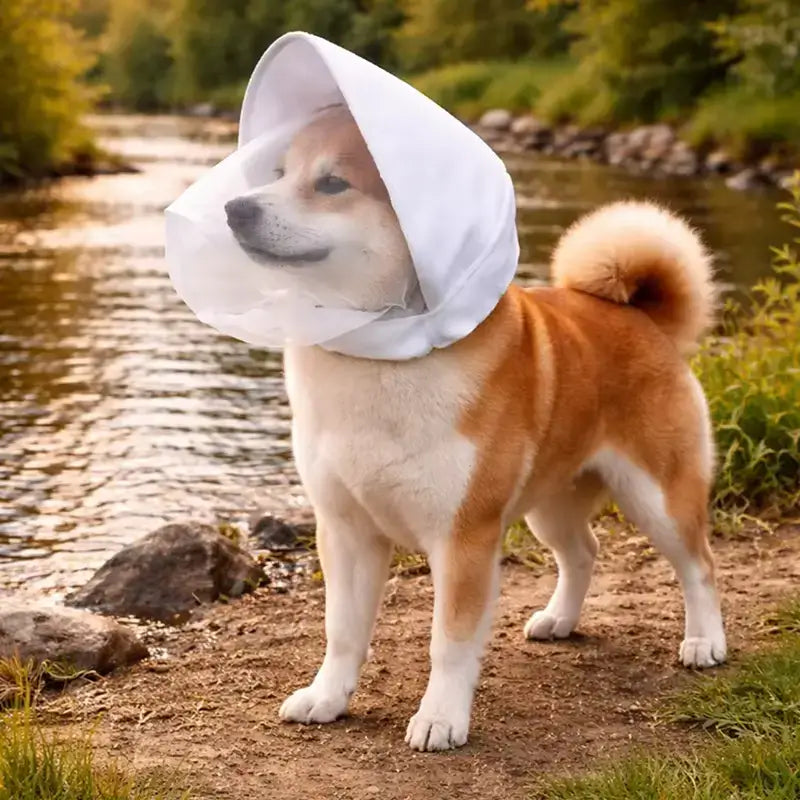 Un shiba inu près de l'eau est vêtu d'un masque pour chien blanc.