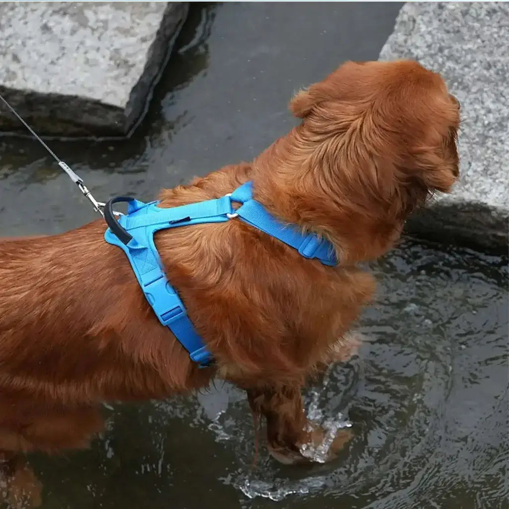 Vu de haut, un golden retriever joue dans l'eau avec le meilleur harnais pour chien bleu.