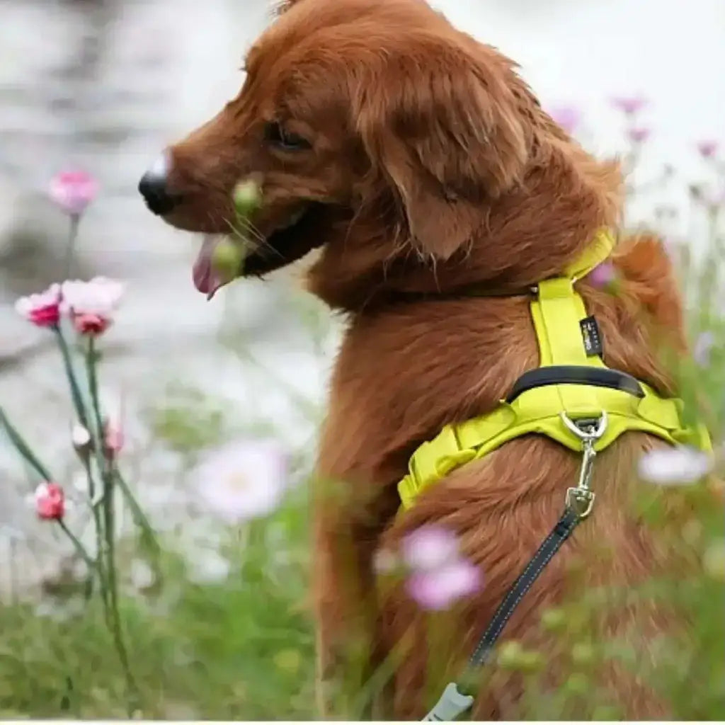 Un golden retriever vu de dos avec le meilleur harnais pour chien jaune fluo.