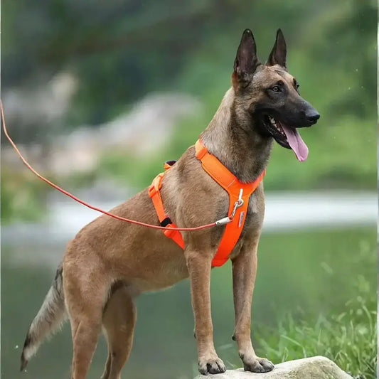 Un malinois perché sur un rocher porte le meilleur harnais pour chien orange.