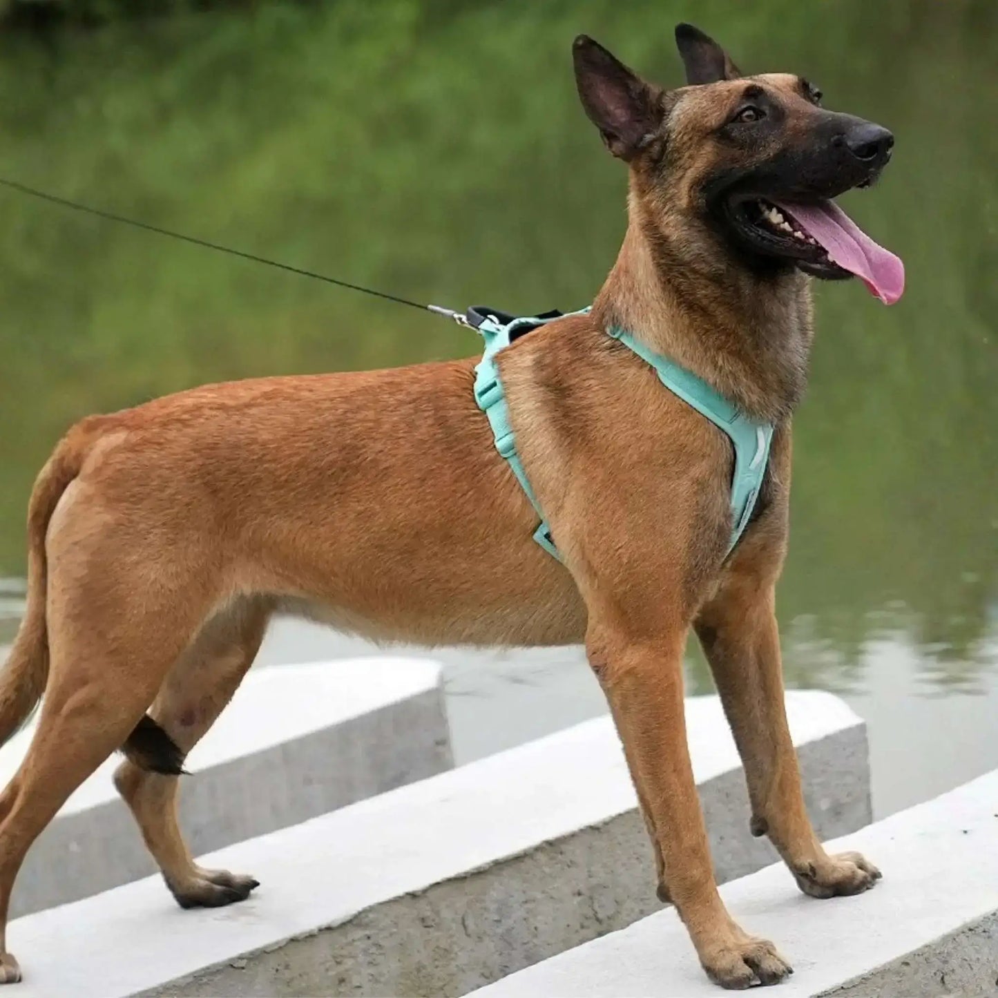 Un Malinois près de l'eau porte le meilleur harnais pour chien turquoise.