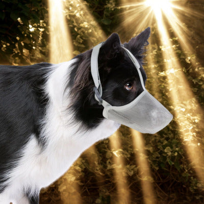 museliere boder collie avec museliere