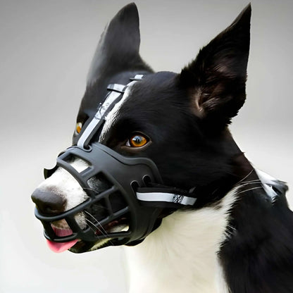 Un border collie avec une muselière pour chien noir.