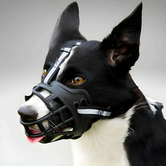 Un border collie avec une muselière pour chien noir.