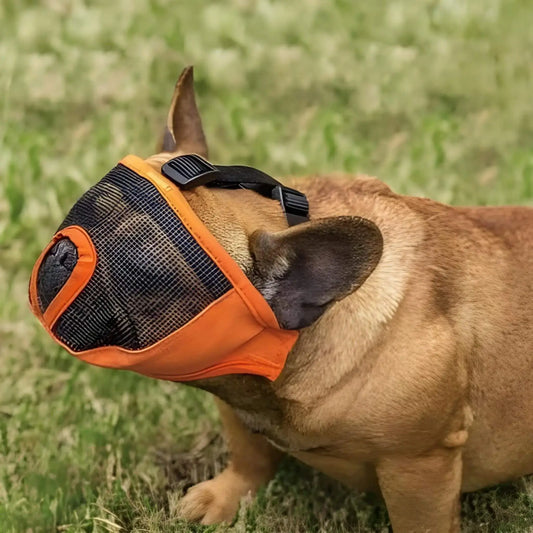 Un bouledogue français fauve avec une muselière plein visage orange assis sur la pelouse.