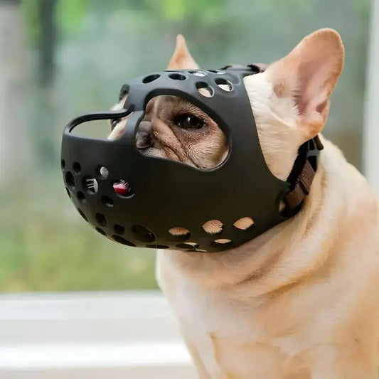 Un bouledogue français avec une muselière noir.