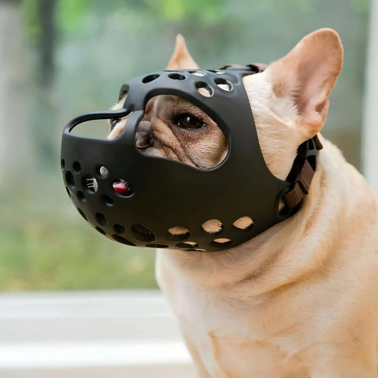 Un bouledogue français avec une muselière pour bouledogue français noir.