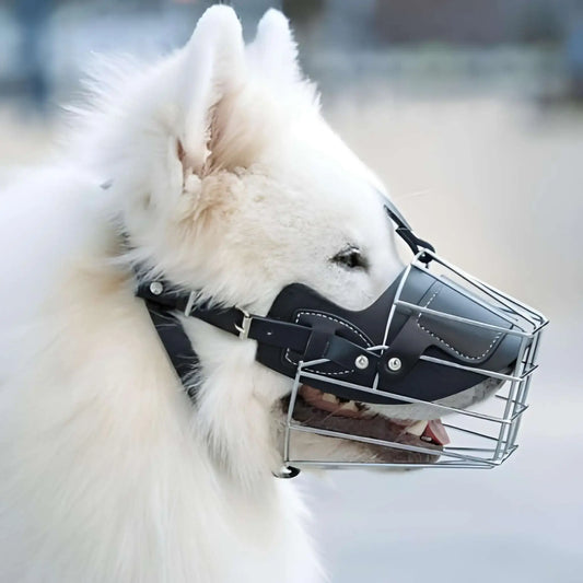 Vue latérale d'un husky qui porte une muselière-cage noire.