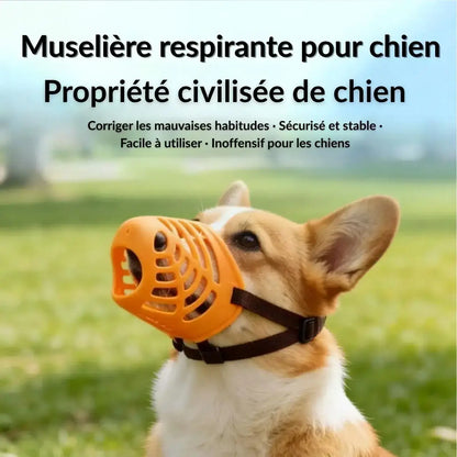 Un corgi avec une muselière pour chien anti-morsure respirante.