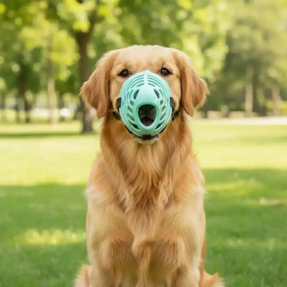 Un golden retriever assis dans un parc porte la muselière pour chien anti morsure turquoise