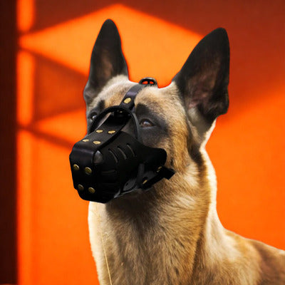 museliere chien berger allemand avec museliere noir