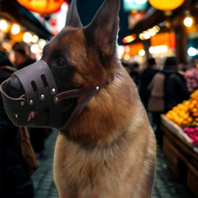 museliere chien berger allemand dans marche public