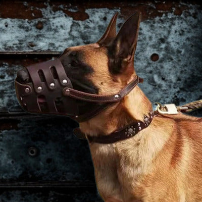 museliere chien berger allemand museliere brun