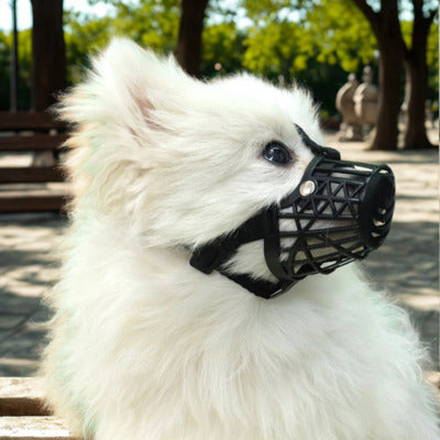 museliere chien blanc petit avec museliere noir