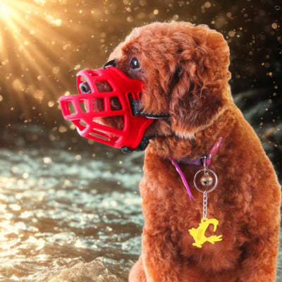 museliere chien eau portugais soleil museliere rouge