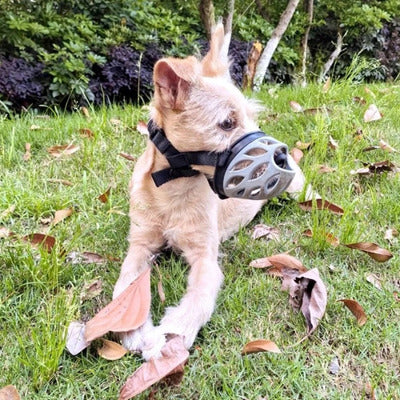 museliere chien etendue herbe avec museliere gris