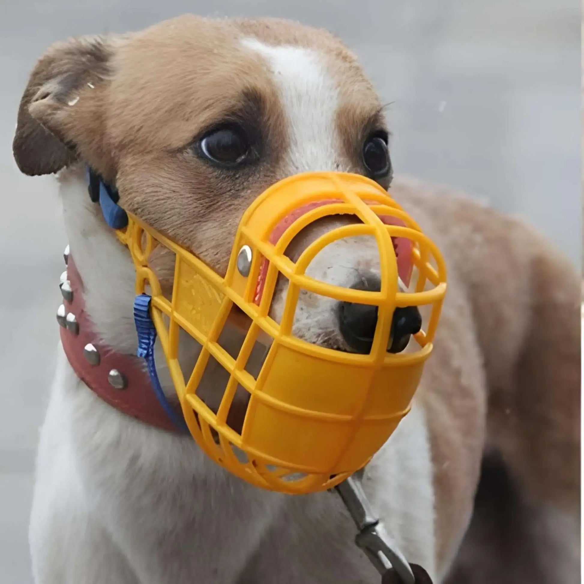 Un wippet porte une muselière pour chien jaune.