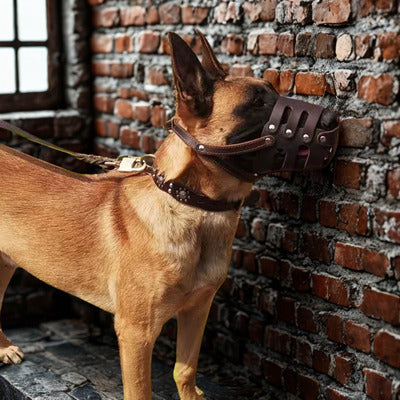 museliere chien millinois museliere-brun mur brique