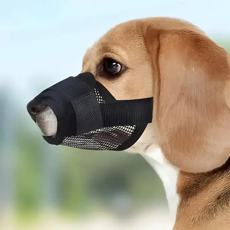 Un beagle porte une muselière pour chien de couleur noire.