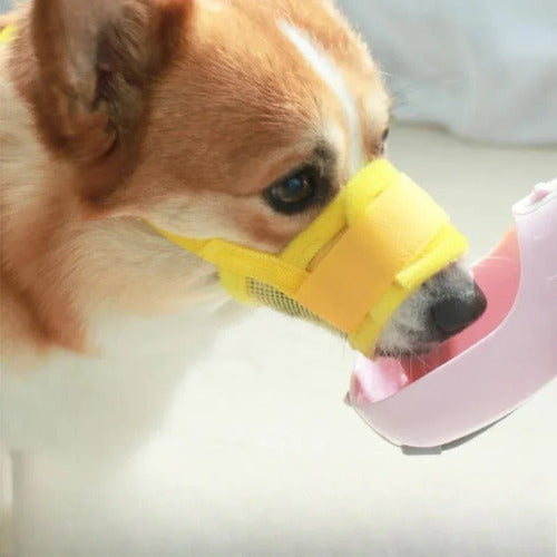 museliere chien petit chien avec museliere boit eau