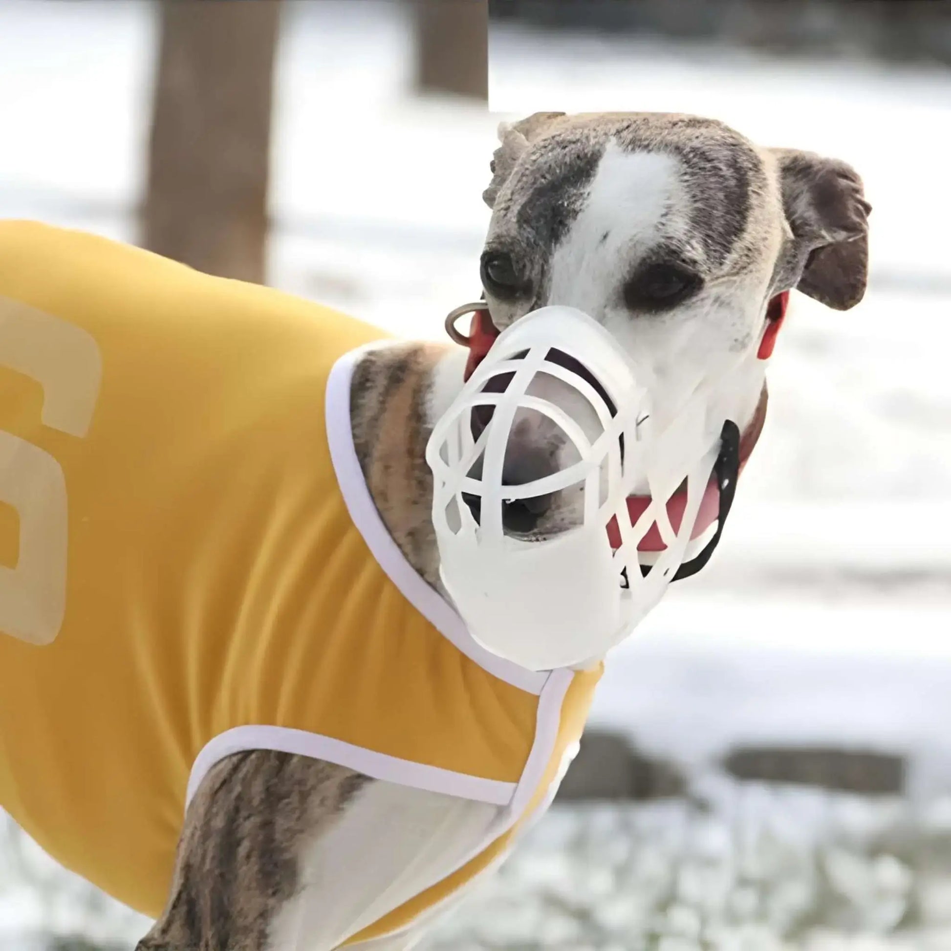 Un chien whippet porte une muselière blanche en hiver.