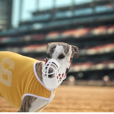 museliere levrie terrain course avec museliere blanc