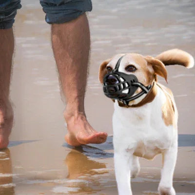 museliere maitre plage chien avec museliere