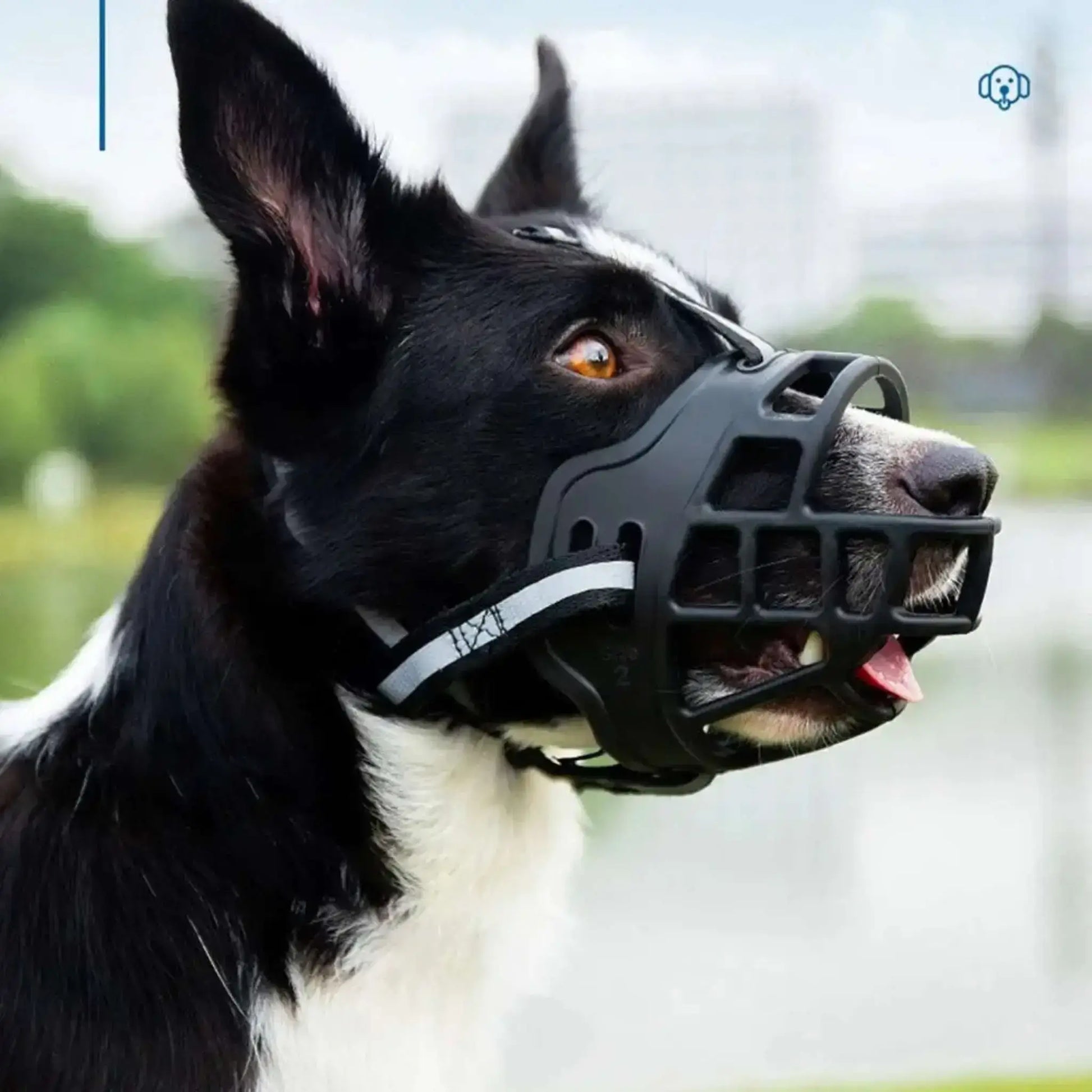 Un border collie avec une muselière noire.