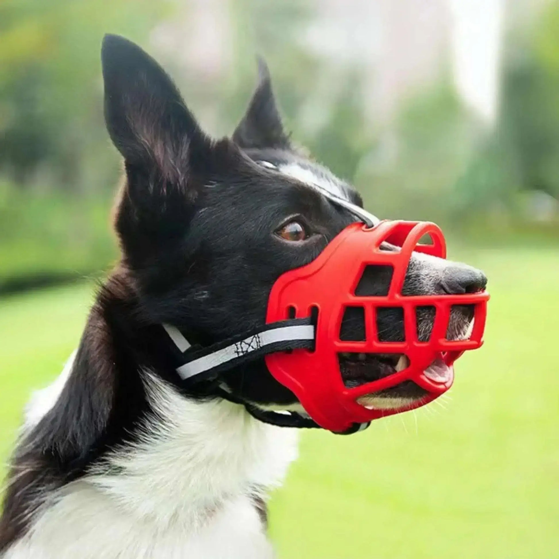 Un border collie avec une muselière rouge.