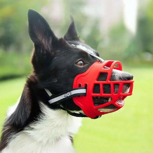 Un border collie avec une muselière rouge.