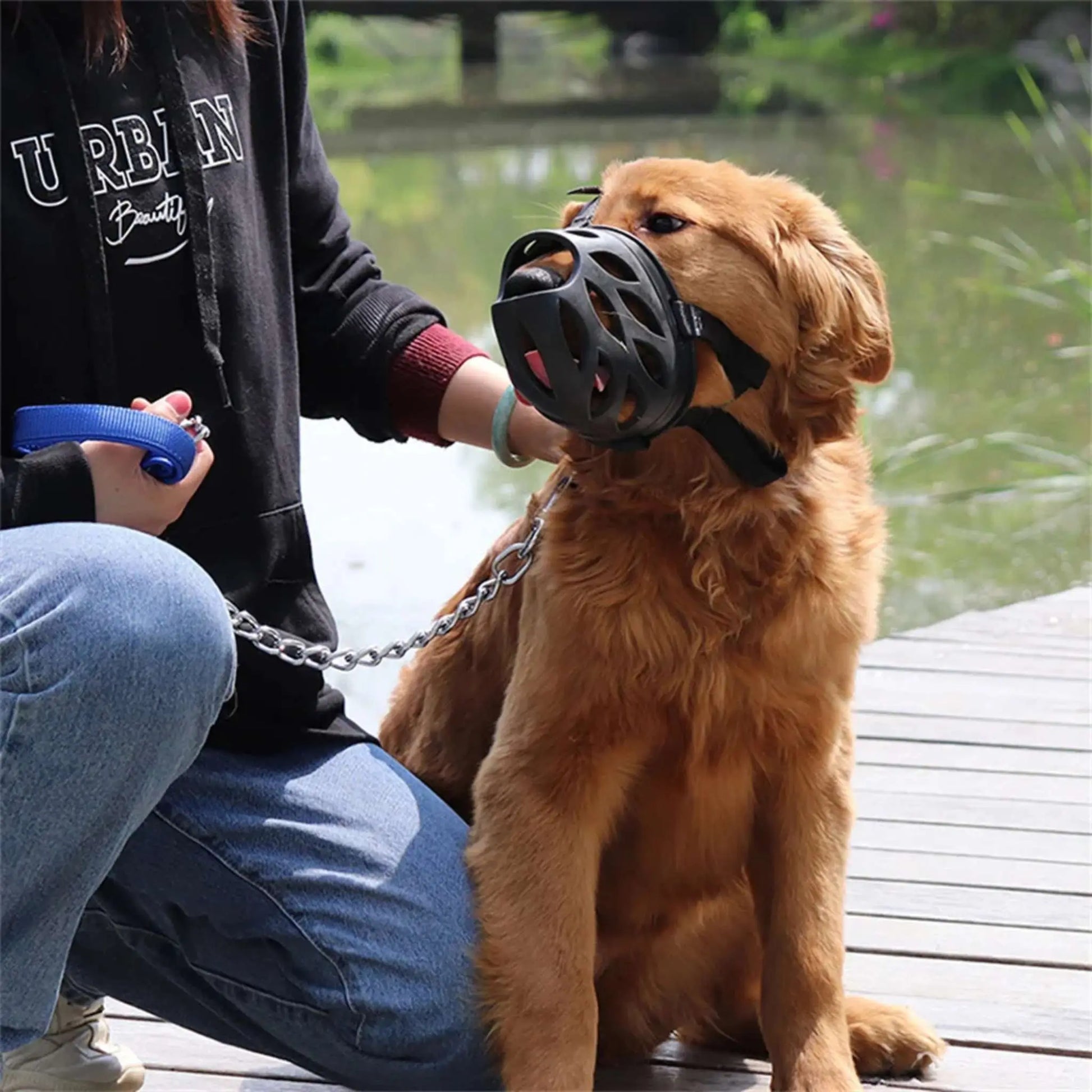 Un golden retriever assis avec sa maitresse porte une muselière noire.