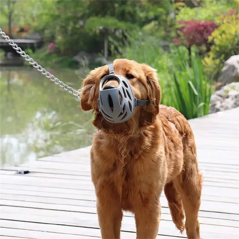 Un golden retriever avec une muselière grise sur un quai.
