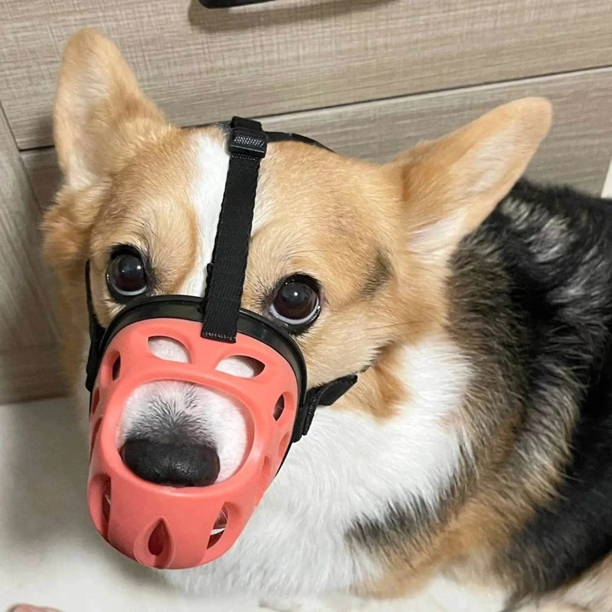 Un corgi vu de face porte une muselière rouge.