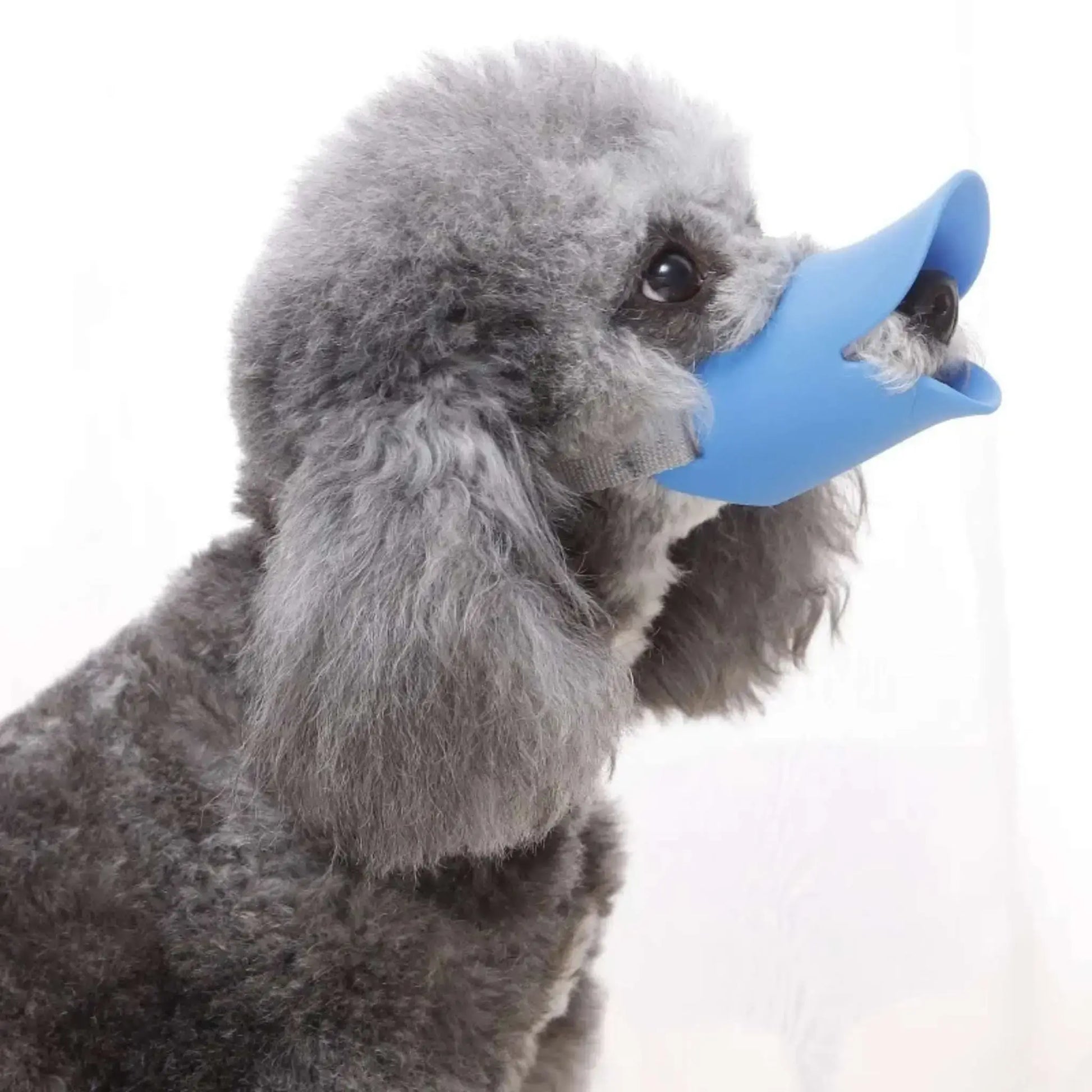 Vue latérale d'un caniche gris avec une muselière pour petit chien bleu.