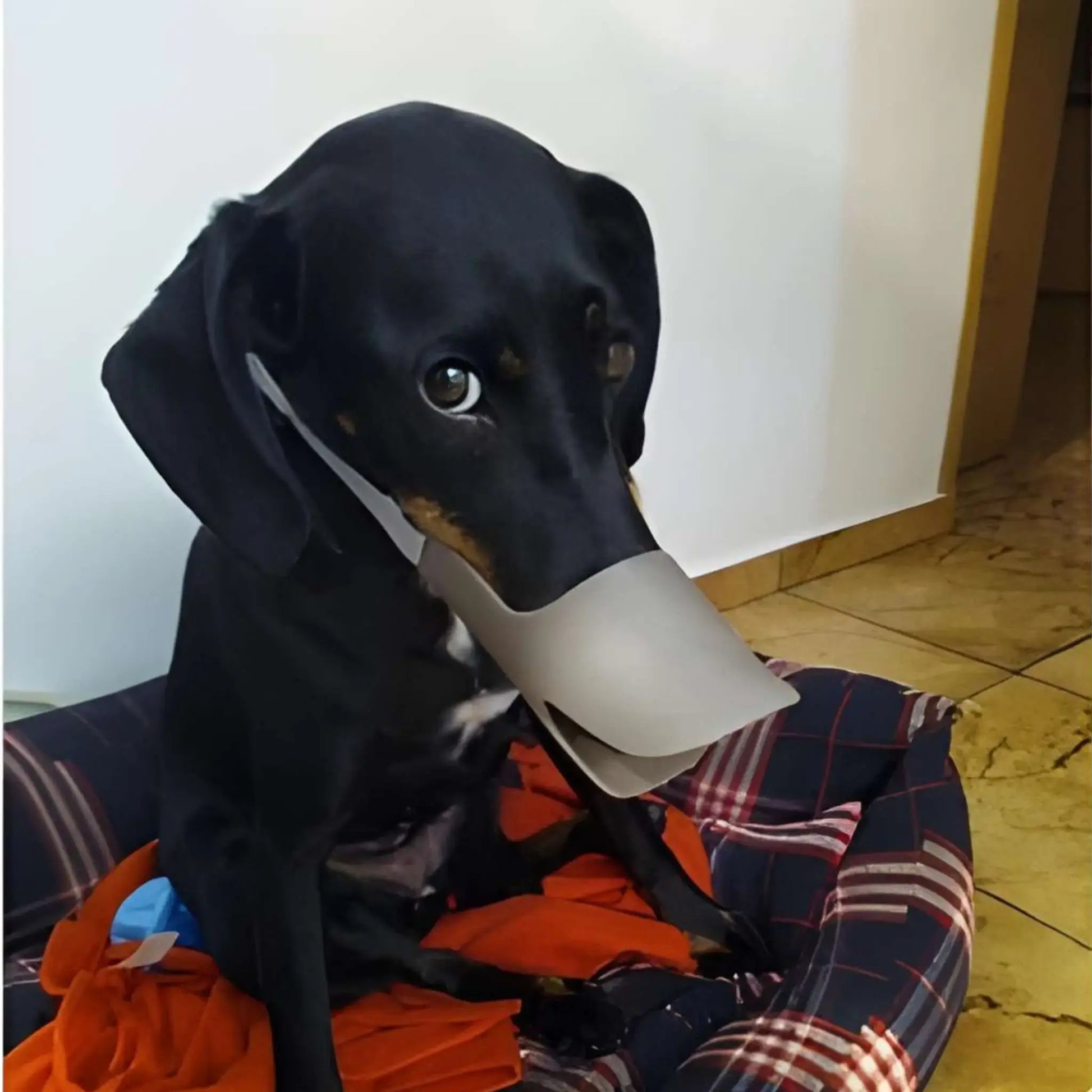 Un teckel assis sur son coussin porte une muselière pour petit chien couleur café.