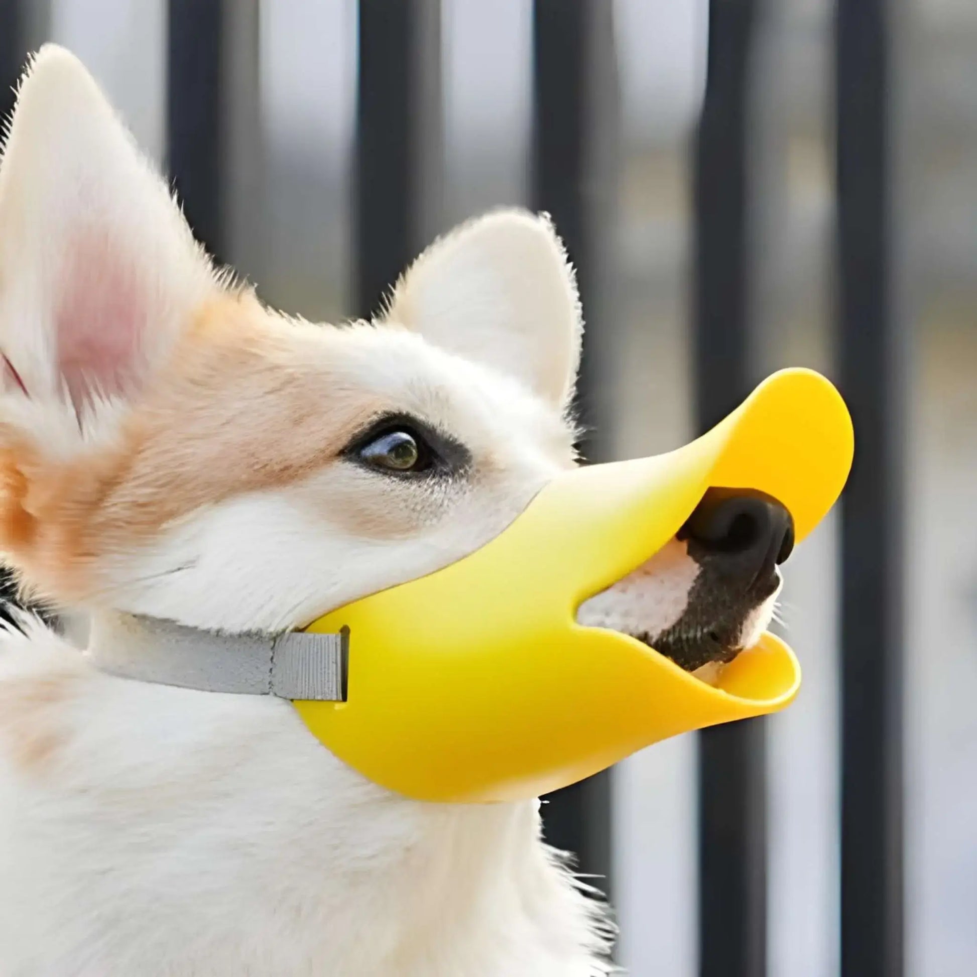 Un corgi avec une muselière pour petit chien jaune.