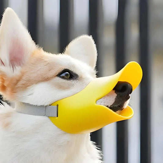 Un corgi avec une muselière pour petit chien jaune.