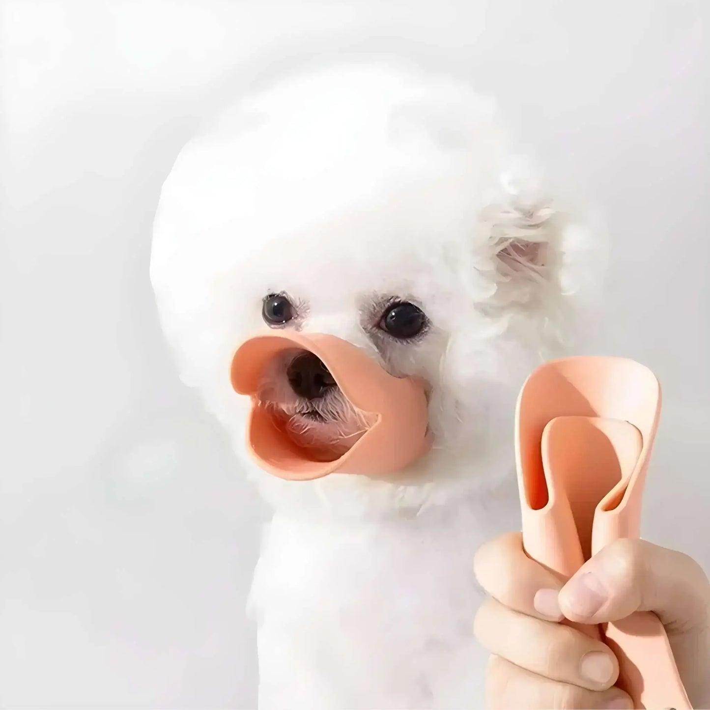Un bichon frisé avec une muselière pour petit chien de couleur rose.