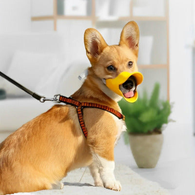 museliere petit chien welsh corgi avec museliere jaune