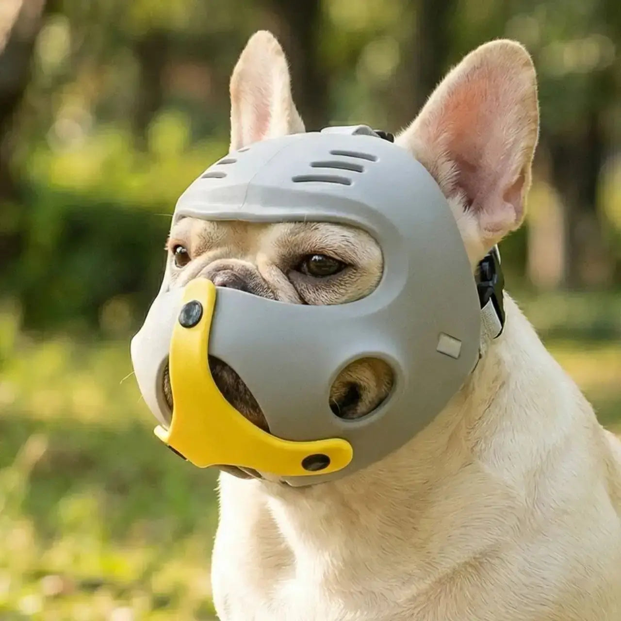 Un bouledogue français avec une museliere pour bouledogue grise.