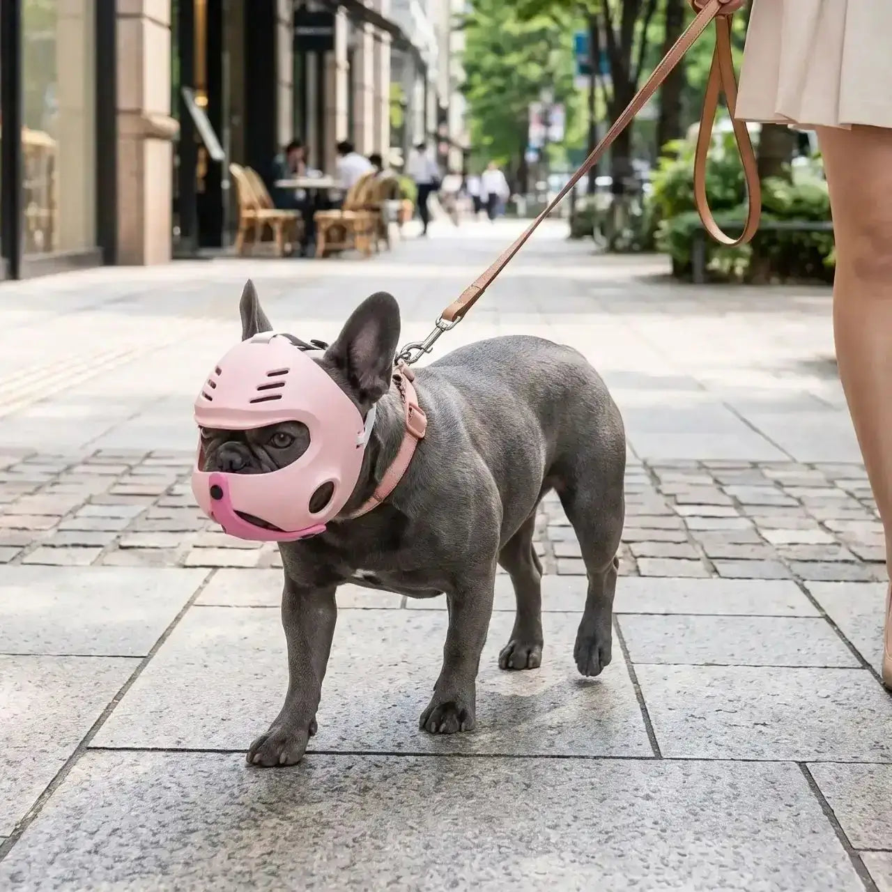 Un bouledogue français marche sur le trottoir avec sa muselière pour bouledogue rose.