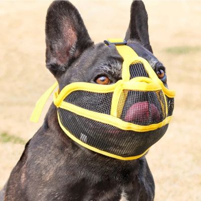 museliere pour bouledogue francais couleur jaune