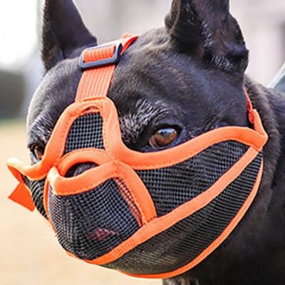 museliere pour bouledogue francais couleur orange