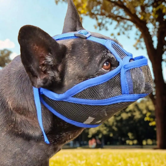 Un bouledogue français avec une muselière pour bouledogue français bleu à l'extérieur.