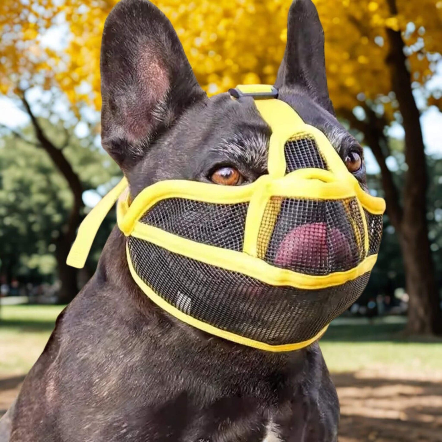 Un bouledogue français noir avec une muselière jaune dans un parc