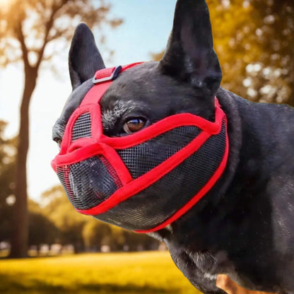 Muselière pour bouledogue Français | MuseConfort™️ Sécurité & Confort - Jolianimaux
